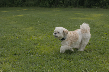 20250803_Dog Park__DSC0235_.jpg