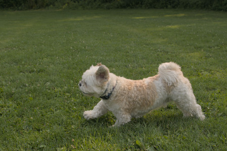 20250803_Dog Park__DSC0236_.jpg