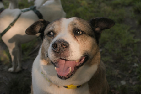 20250803_Dog Park__DSC0238_.jpg