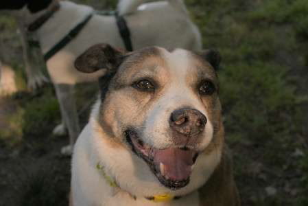 20250803_Dog Park__DSC0239_.jpg