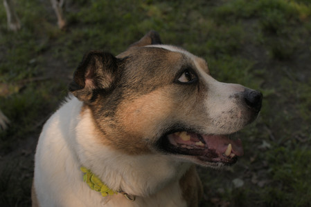 20250803_Dog Park__DSC0240_.jpg