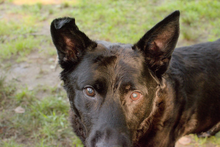 20250803_Dog Park__DSC0251_.jpg