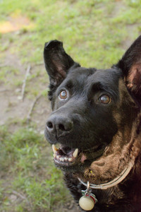 20250803_Dog Park__DSC0252_.jpg