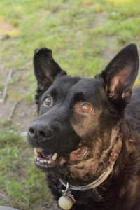 20250803_Dog Park__DSC0254_.jpg