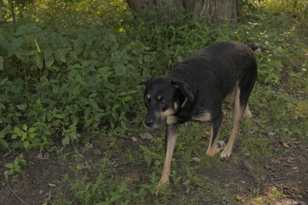 20250803_Dog Park__DSC0256_.jpg