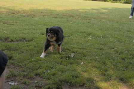 20250803_Dog Park__DSC0259_.jpg