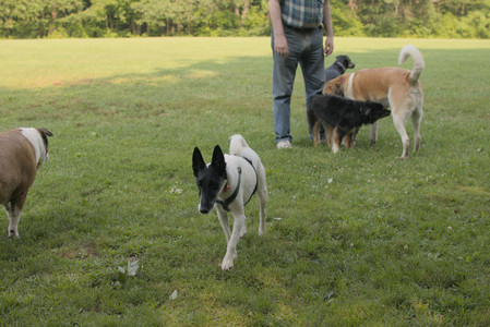 20250803_Dog Park__DSC0265_.jpg