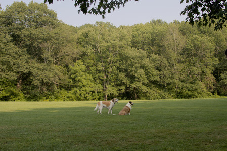 20250803_Dog Park__DSC0276_.jpg