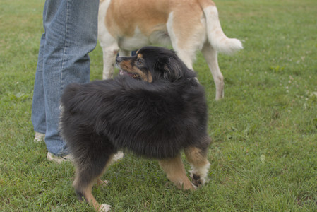 20250803_Dog Park__DSC0293_.jpg