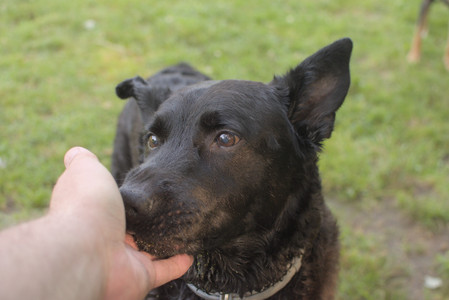 20250803_Dog Park__DSC0303_.jpg