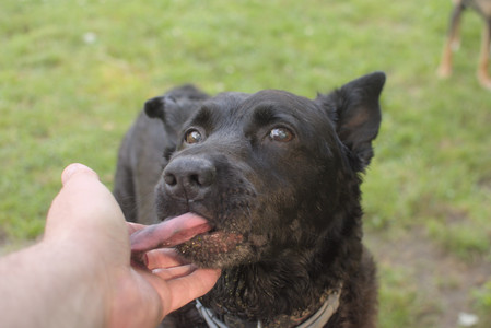 20250803_Dog Park__DSC0304_.jpg