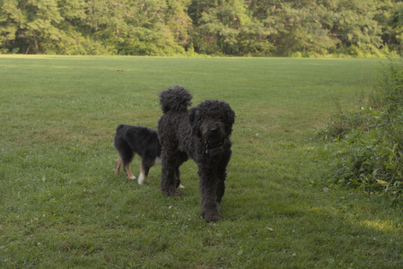 20250803_Dog Park__DSC0308_.jpg