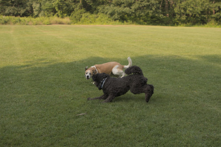 20250803_Dog Park__DSC0312_.jpg