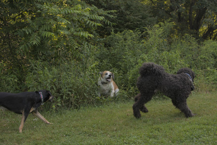 20250803_Dog Park__DSC0317_.jpg