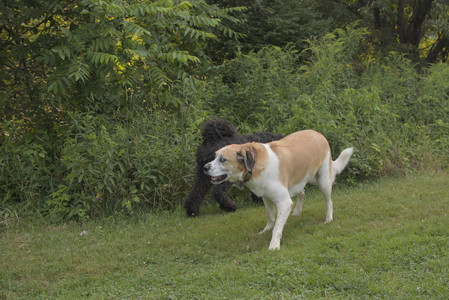 20250803_Dog Park__DSC0319_.jpg