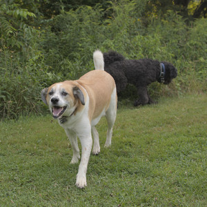 20250803_Dog Park__DSC0320_.jpg