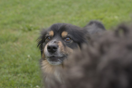 20250803_Dog Park__DSC0321_.jpg