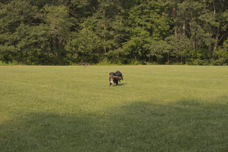 20250803_Dog Park__DSC0327_.jpg