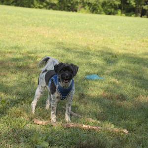 20250807_Thisbe and Dog Park and B and W dogs__DSC0041_.jpg