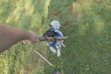 20250807_Thisbe and Dog Park and B and W dogs__DSC0042_.jpg