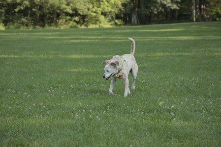 20250807_Thisbe and Dog Park and B and W dogs__DSC0044_.jpg