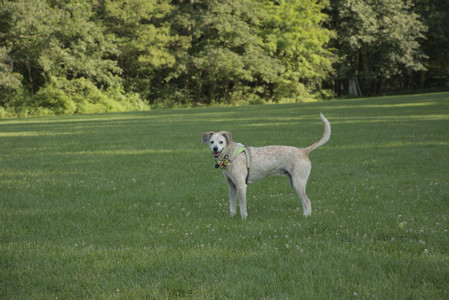 20250807_Thisbe and Dog Park and B and W dogs__DSC0045_.jpg