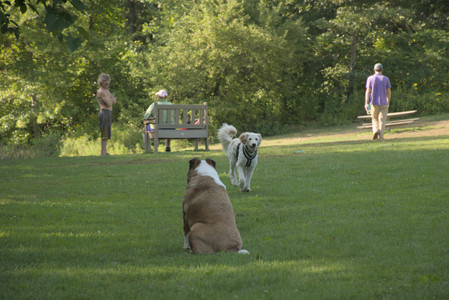 20250807_Thisbe and Dog Park and B and W dogs__DSC0047_.jpg
