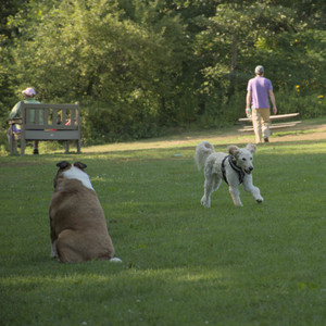 20250807_Thisbe and Dog Park and B and W dogs__DSC0048_.jpg