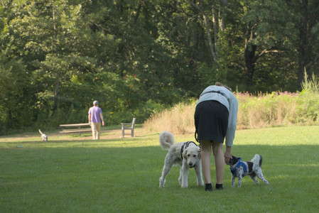 20250807_Thisbe and Dog Park and B and W dogs__DSC0050_.jpg