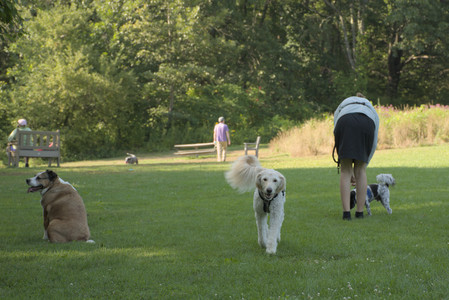 20250807_Thisbe and Dog Park and B and W dogs__DSC0051_.jpg