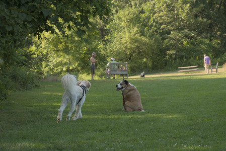 20250807_Thisbe and Dog Park and B and W dogs__DSC0052_.jpg