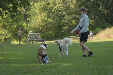 20250807_Thisbe and Dog Park and B and W dogs__DSC0053_.jpg