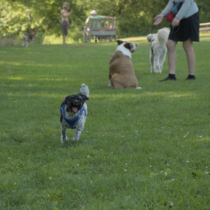 20250807_Thisbe and Dog Park and B and W dogs__DSC0054_.jpg