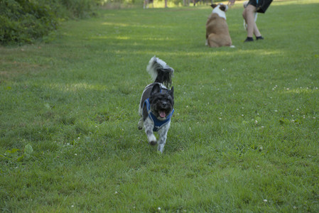 20250807_Thisbe and Dog Park and B and W dogs__DSC0055_.jpg