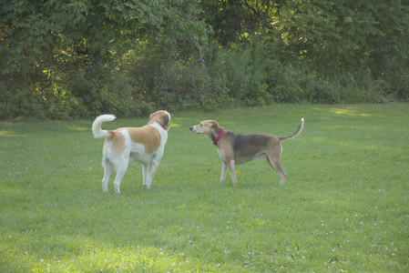 20250807_Thisbe and Dog Park and B and W dogs__DSC0068_.jpg