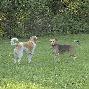 20250807_Thisbe and Dog Park and B and W dogs__DSC0069_.jpg
