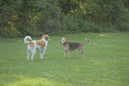 20250807_Thisbe and Dog Park and B and W dogs__DSC0070_.jpg