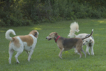 20250807_Thisbe and Dog Park and B and W dogs__DSC0071_.jpg