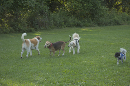 20250807_Thisbe and Dog Park and B and W dogs__DSC0072_.jpg