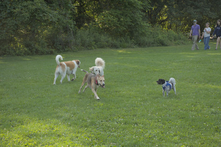 20250807_Thisbe and Dog Park and B and W dogs__DSC0073_.jpg