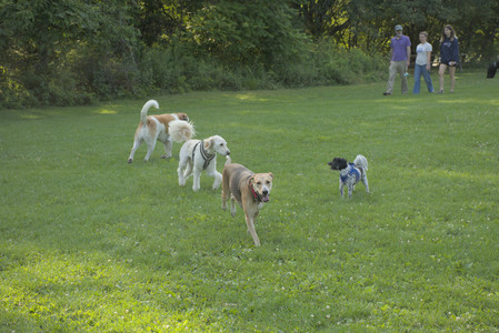 20250807_Thisbe and Dog Park and B and W dogs__DSC0074_.jpg