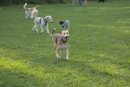 20250807_Thisbe and Dog Park and B and W dogs__DSC0075_.jpg