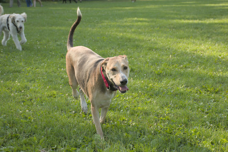 20250807_Thisbe and Dog Park and B and W dogs__DSC0077_.jpg