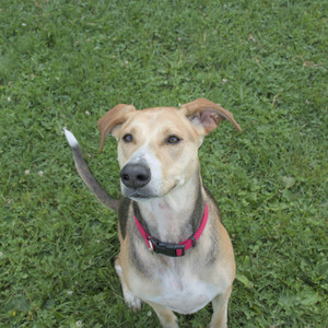 20250807_Thisbe and Dog Park and B and W dogs__DSC0078_.jpg