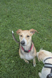 20250807_Thisbe and Dog Park and B and W dogs__DSC0079_.jpg