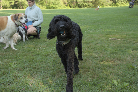 20250807_Thisbe and Dog Park and B and W dogs__DSC0081_.jpg