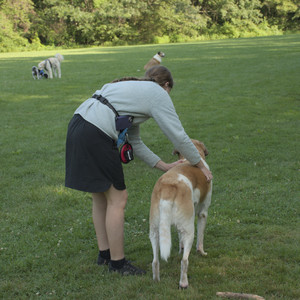 20250807_Thisbe and Dog Park and B and W dogs__DSC0087_.jpg