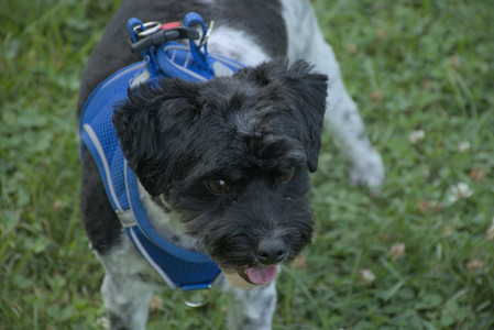 20250807_Thisbe and Dog Park and B and W dogs__DSC0088_.jpg