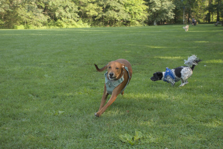 20250807_Thisbe and Dog Park and B and W dogs__DSC0093_.jpg