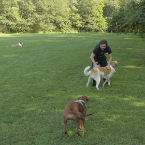 20250807_Thisbe and Dog Park and B and W dogs__DSC0101_.jpg